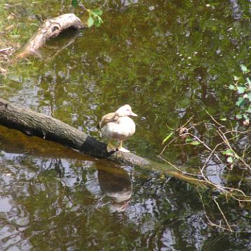 CabrioHarz 2007 032