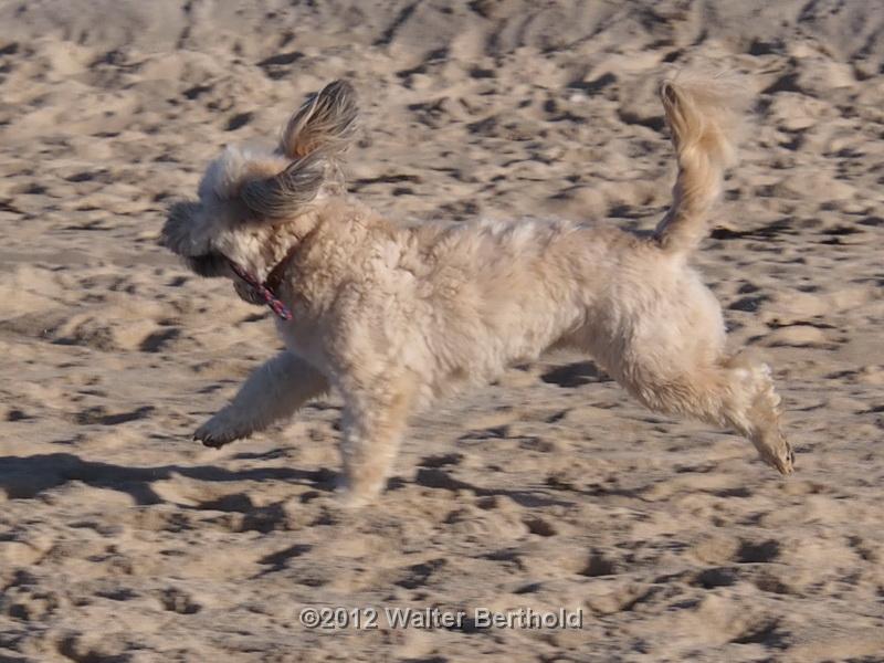 Sylt Nov 2012 013