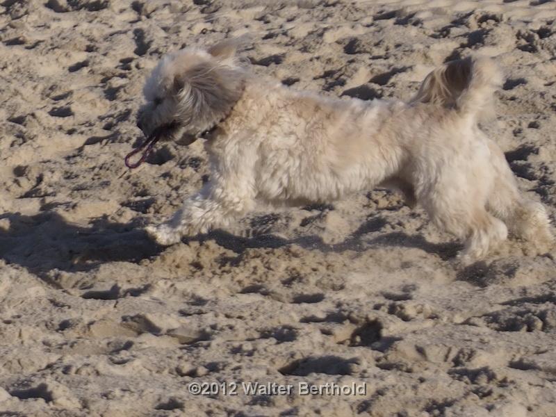 Sylt Nov 2012 016