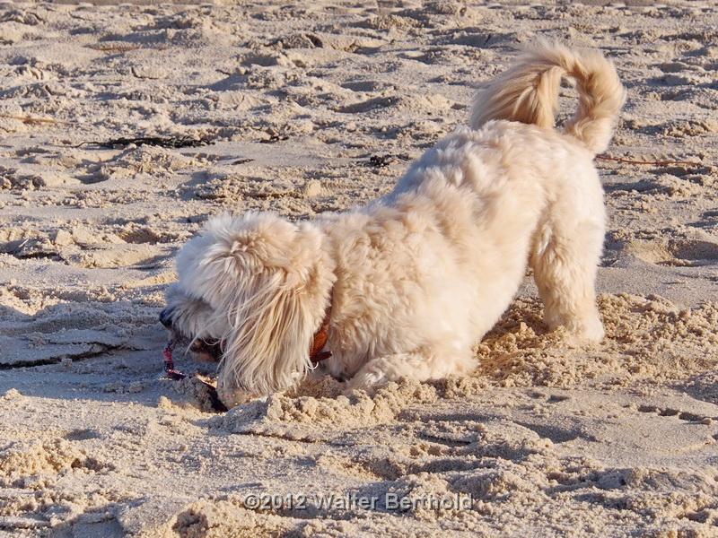 Sylt Nov 2012 025