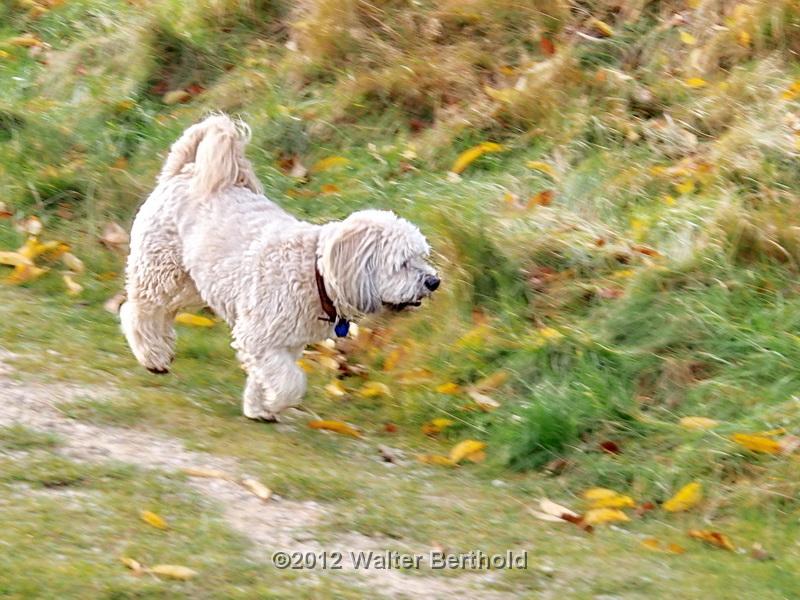 Sylt Nov 2012 084