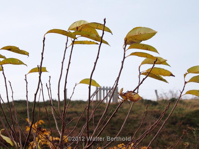 Sylt Nov 2012 088