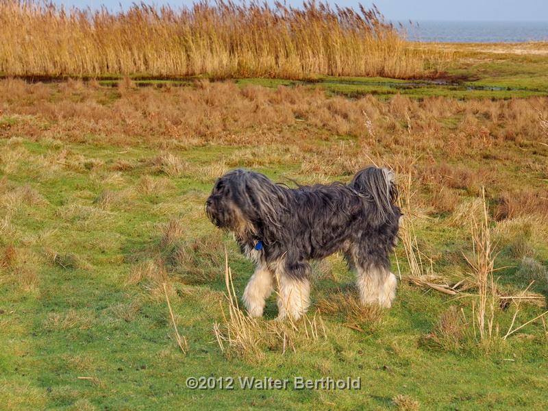 Sylt Nov 2012 118