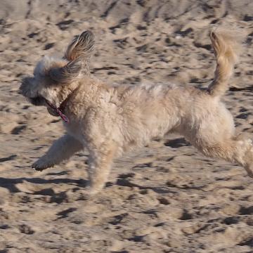 Sylt Nov 2012 013