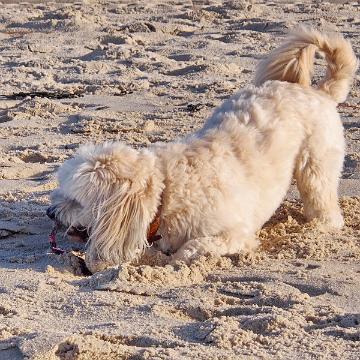 Sylt Nov 2012 025