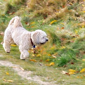 Sylt Nov 2012 084