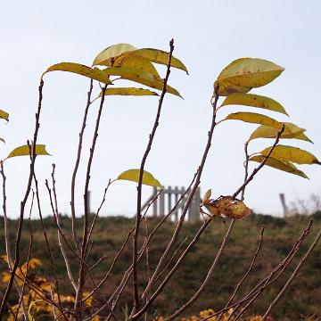 Sylt Nov 2012 088